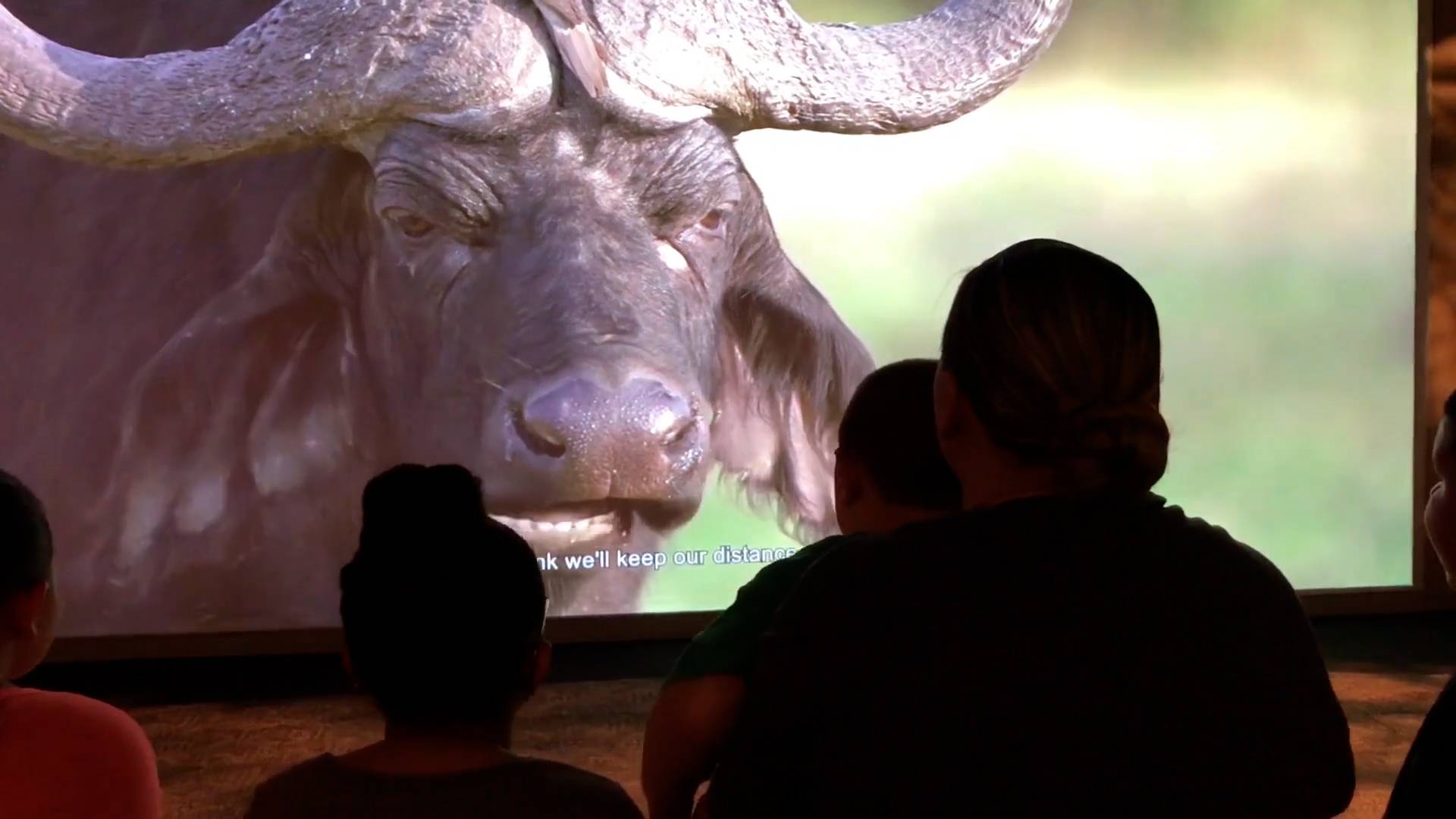 Family watching a film African Buffalo grazing