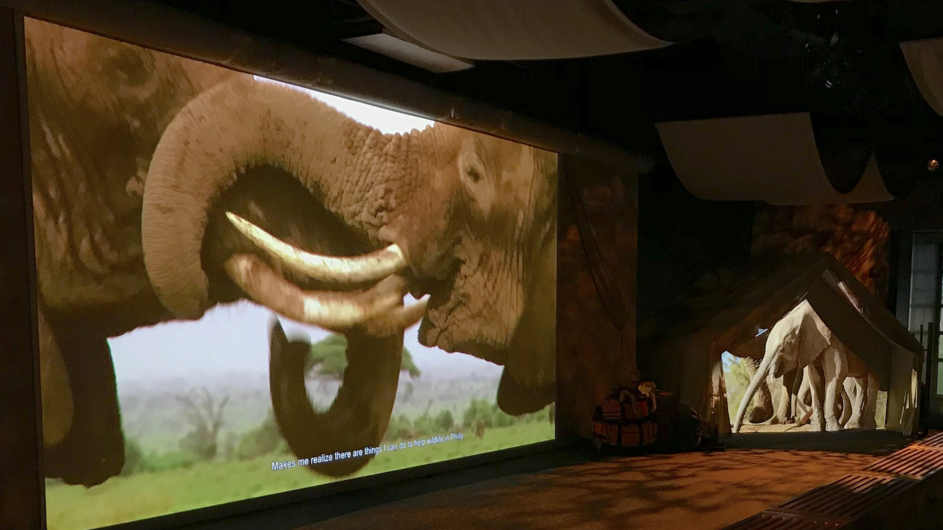 Exhibit screens showing elephants on a safari